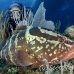 grouper_nassau_3fw_lc_h_0540_cay3176.jpg